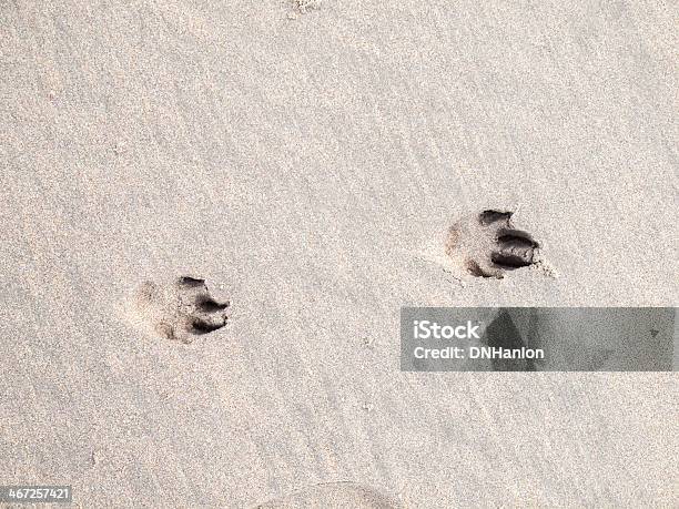 Foto de Felinas Na Areia e mais fotos de stock de Areia - Areia, Cão, Esporo