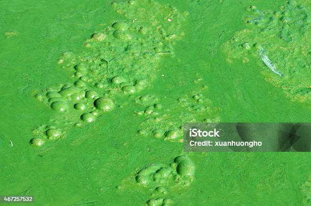 Polluted Water Green Algae Stock Photo - Download Image Now - 2015, Abstract, Algae