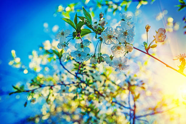istock view on blossoming of cherry tree and sunrise floral background 467257548