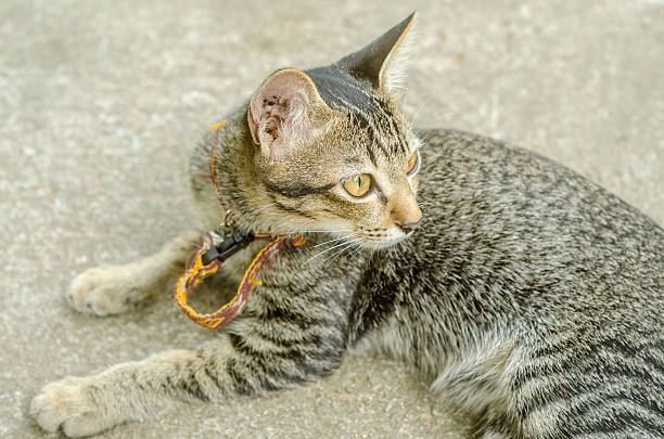 istock Cat stay on the concret street 467257776