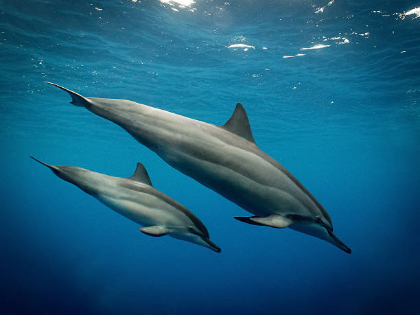 Spinner Dolphin and Calf Underwater This photo was taken off the coast of the Big Island in Hawaii. This mother and calf slowly swam by my wife and I during an encounter with about 50 dolphins as they migrated south down the coast during their daily morning rest routine. The dolphins hunt at night and then come into shallow waters in the mornings to rest and play. I was able to get very close to this mother and calf in order to capture this shot. It was a wonderful experience. scuba diving family stock pictures, royalty-free photos & images