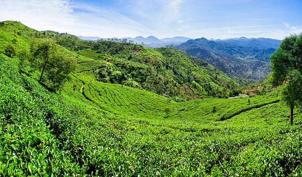 istock Beautiful tea garden with blue sky in Indonesia 467261716