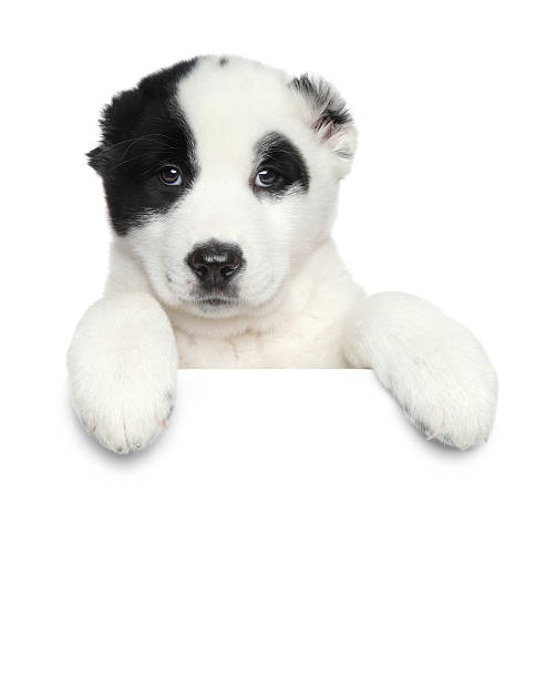 istock Central asian shepherd puppy on white banner 467262307