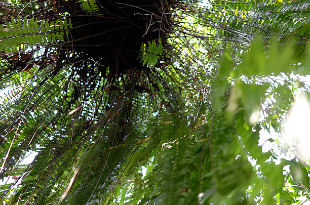 istock look up to Ferns 467262398