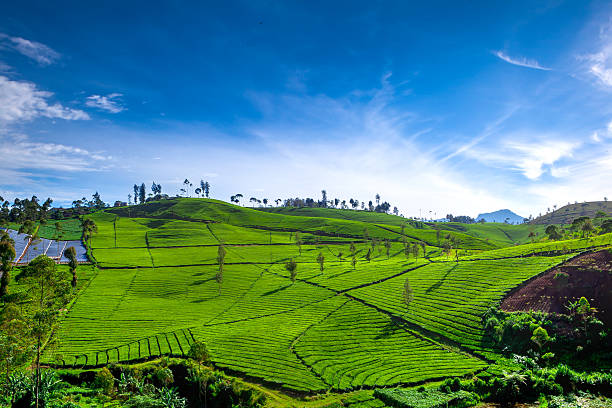 istock Beautiful tea garden with blue sky in Indonesia 467263058