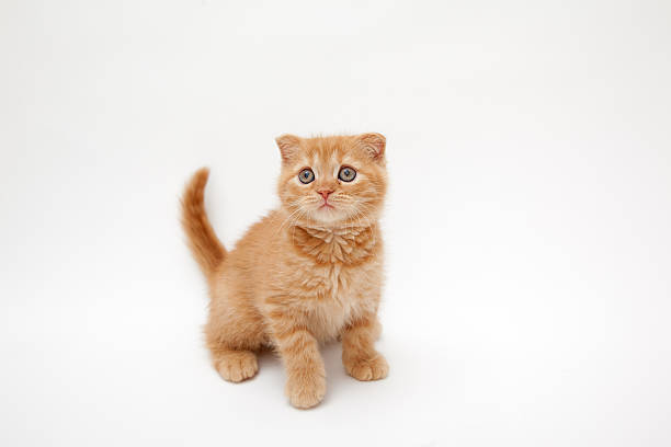 istock Scottish Fold cat of kitten 467263074