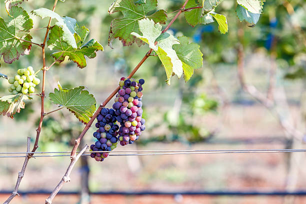 istock branch young grapes on vine in vineyard 467264198