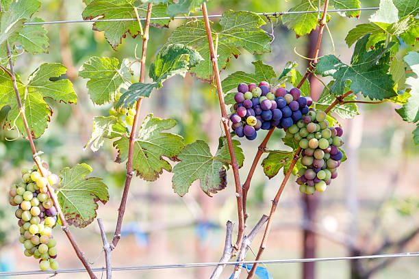 istock branch young grapes on vine in vineyard 467264202