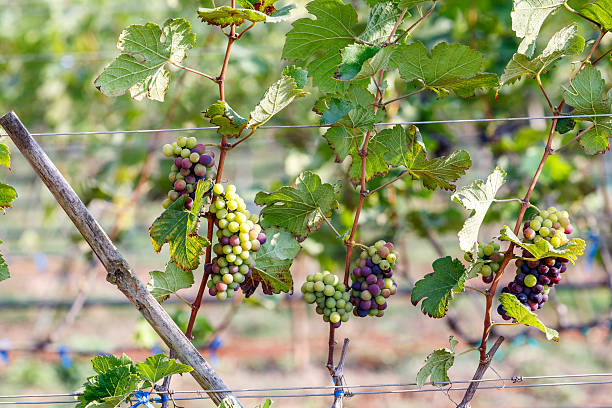istock branch young grapes on vine in vineyard 467264204