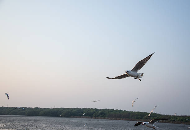 istock Seagull over the sea 467266790