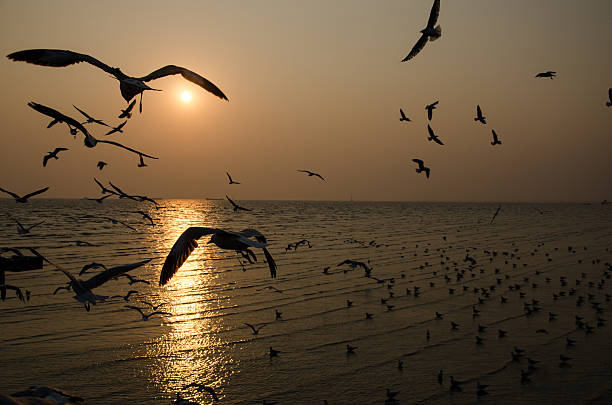 istock Seagull over the sea 467270624