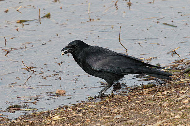 istock Single carrion crow Corvus corone at lake side soggy bread 467270902