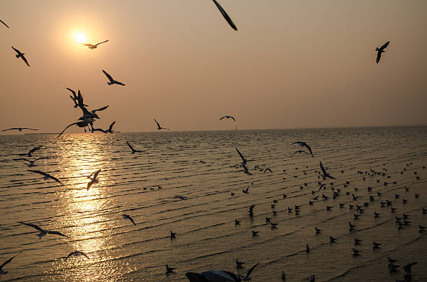 istock Seagull over the sea 467271898