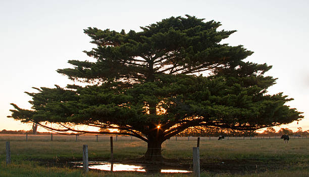 Tree at Sunset in Glengarry Australia Tree Sunset at a Glengarry Australian Dairy Ranch in Victoria Australia glengarry cap stock pictures, royalty-free photos & images