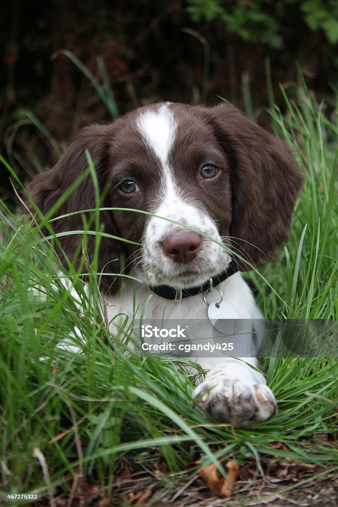 very cute liver and white working type english springer spaniel very cute liver and white working type english springer spaniel pet gundog puppy 2015 Stock Photo