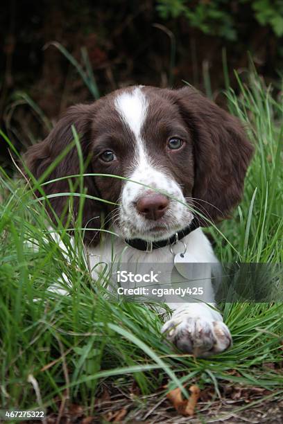 Very Cute Liver And White Working Type English Springer Spaniel Stock Photo - Download Image Now