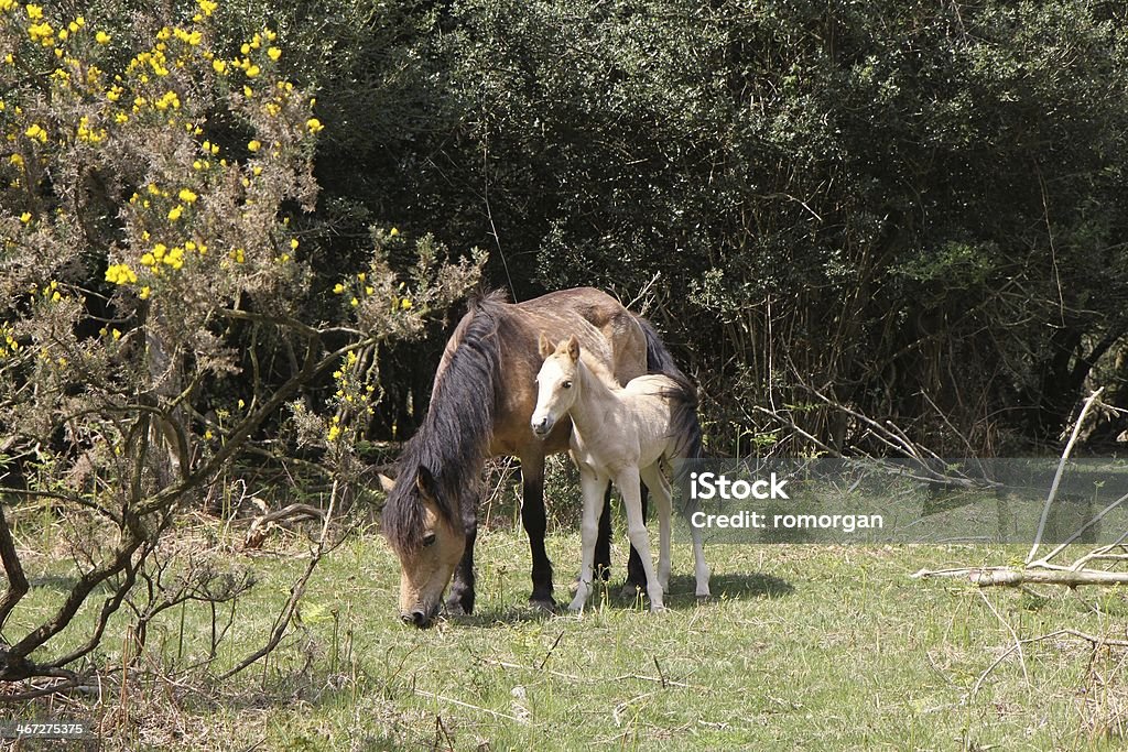 wild dun mare and foal new forest national park the new forest national park, hampshire, southern england, uk Animal Stock Photo