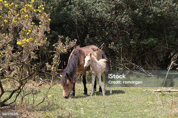 Wild Dun Mare And Foal New Forest National Park Stock Photo - Download Image Now - Animal, Animal Wildlife, Animals In The Wild