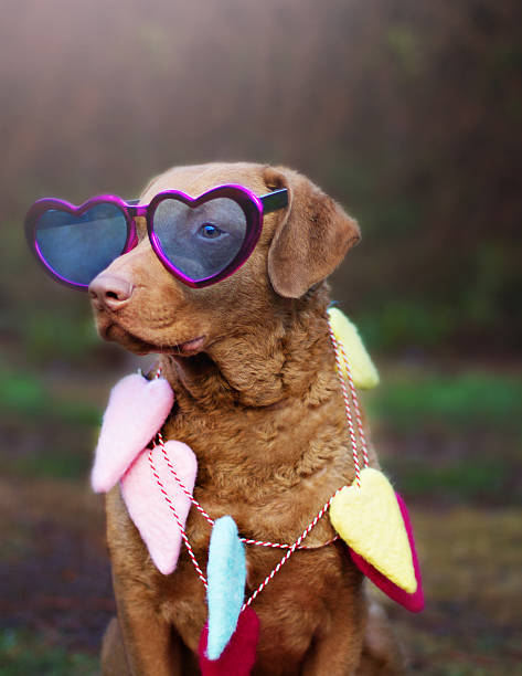 istock Valentine Retriever Dog 467276635