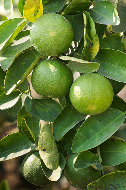 istock Fruits of limes hanging on tree branch inter leaves 467276761