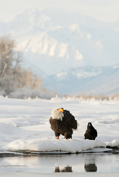 bald eagle (haliaeetus leucocephalus) e nero corvino. - north america bald eagle portrait vertical foto e immagini stock