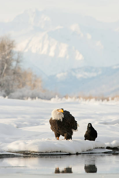 bald eagle (haliaeetus leucocephalus) e preto raven. - north america bald eagle portrait vertical - fotografias e filmes do acervo