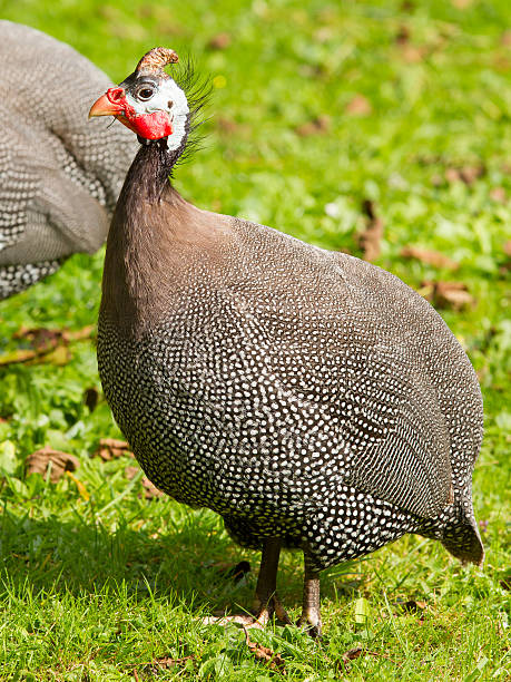 istock Helmeted Guineafowl (Numida meleagris) 467278407