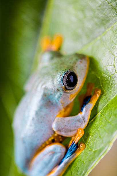 istock Colorful jungle theme with frog, vivid colors 467278529