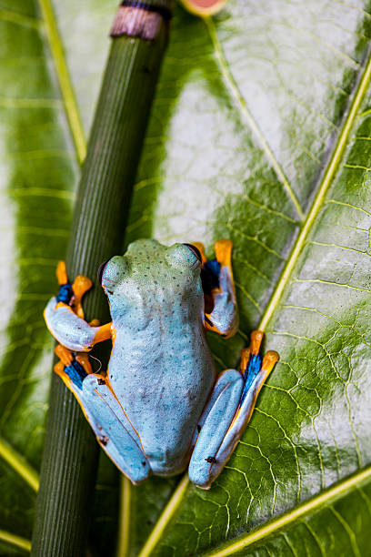 istock Colorful jungle theme with frog, vivid colors 467278951