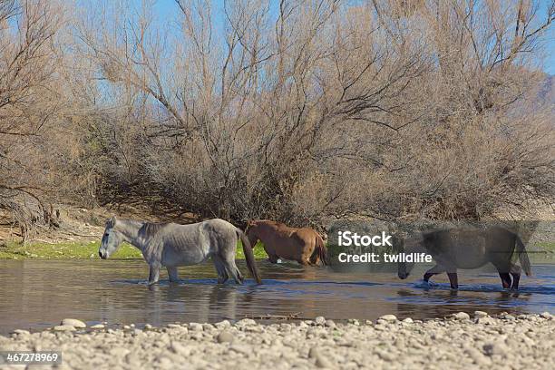 Dzikie Konie Przejście Salt River - zdjęcia stockowe i więcej obrazów Bez ludzi - Bez ludzi, Dzikie zwierzęta, Fotografika