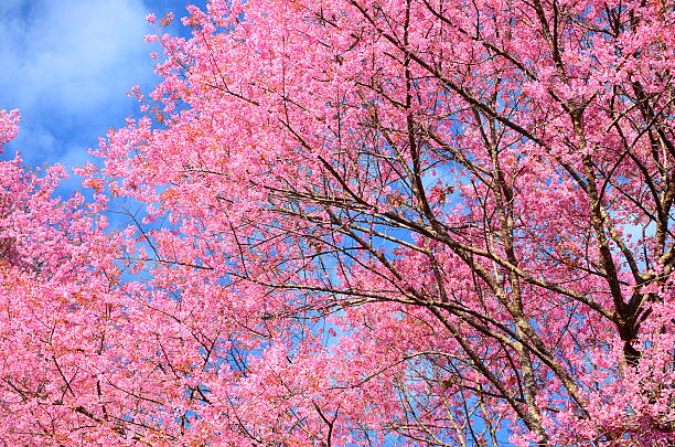 istock Pink Cherry Blossoms in Spring Season 467279323