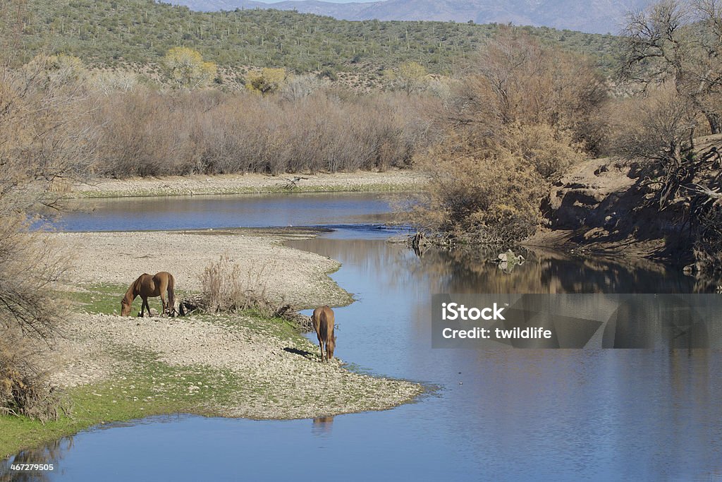 Caballos salvajes en el río Salt - Foto de stock de Aire libre libre de derechos