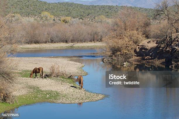 Caballos Salvajes En El Río Salt Foto de stock y más banco de imágenes de Aire libre - Aire libre, Animal, Animales salvajes