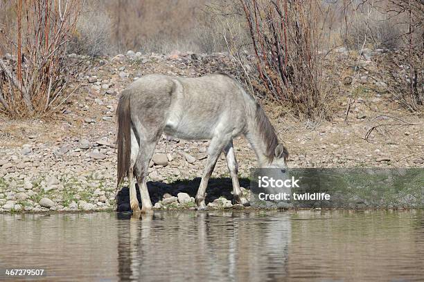Rzeka Salt Dzikie Konie - zdjęcia stockowe i więcej obrazów Bez ludzi - Bez ludzi, Dzikie zwierzęta, Fotografika