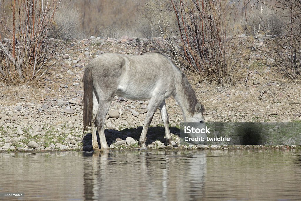 Salt River cavalos selvagens - Foto de stock de Animal royalty-free