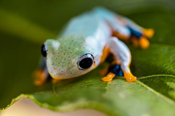 istock Exotic frog in the jungle 467279807