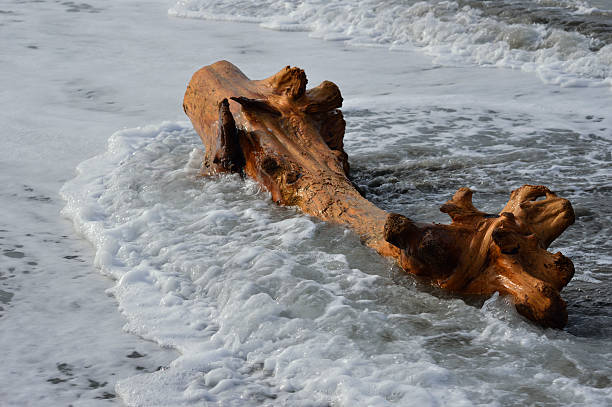 istock Driftwood into the water 467279931