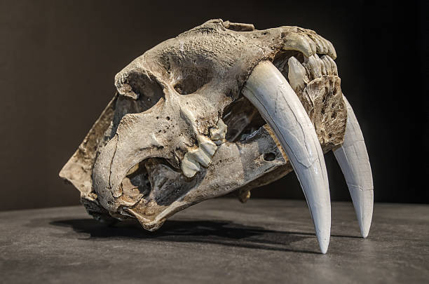 剣歯タイガースカル - animal teeth animal skull extinct animal bone ストックフォトと画像