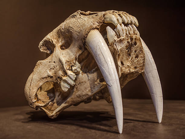 Saber tooth tiger skull stock photo