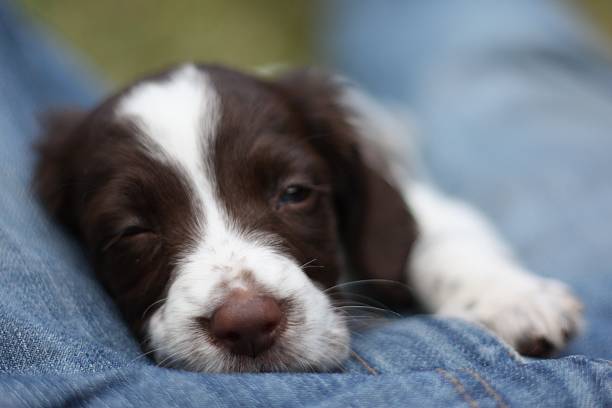 istock cute young liver and white working type english springer spaniel 467285510