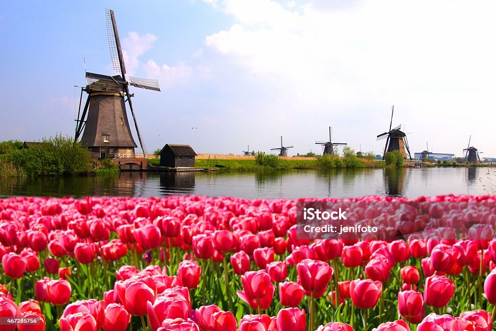 Tulips with Dutch windmills and canal Vibrant pink tulips with Dutch windmills along a canal, Netherlands Netherlands Stock Photo