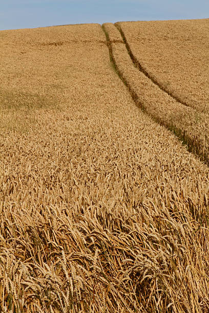istock Field of grain with wheel tracks 467285806