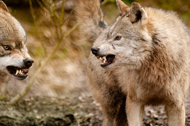 Two fighting brown Eurasian wolves outdoors stock photo