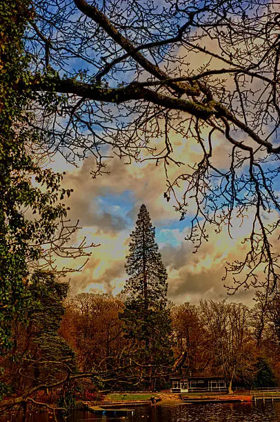 Photo of High tree-pine