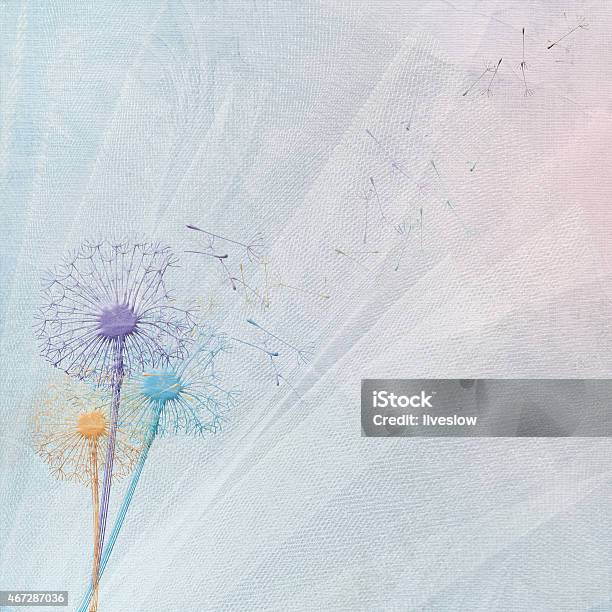 Dandelion Bouquet On Tulle Stock Photo - Download Image Now - Dandelion, Turquoise Colored, 2015