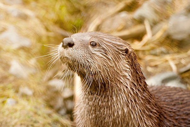 istock European Otter Portrait 467287148
