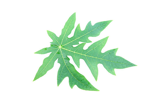 istock Green papaya leaves. 467287745