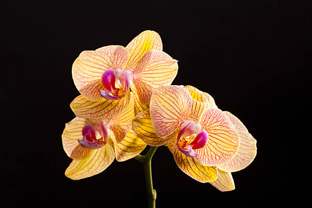 istock Colored cultivated orchid isolated over black background 467288051