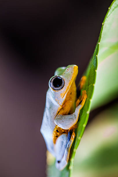 istock Colorful jungle theme with frog, vivid colors 467288121
