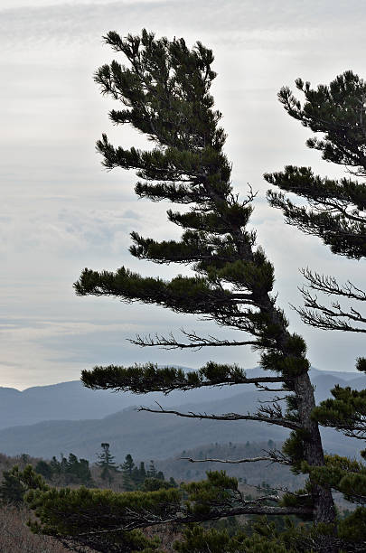 istock Tops of pines 467288259